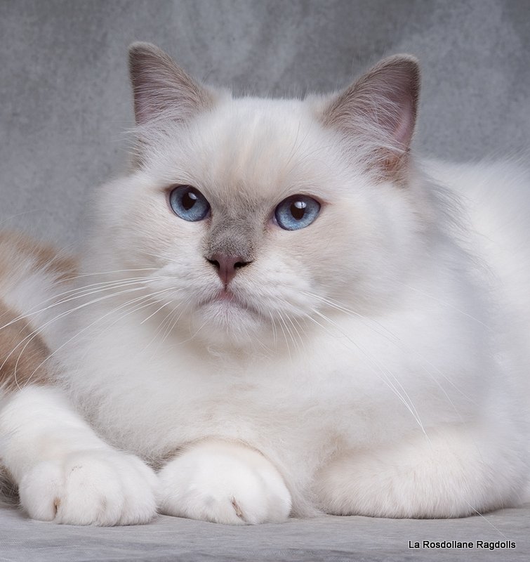 Mâle ragdoll reproducteur lilac mitted