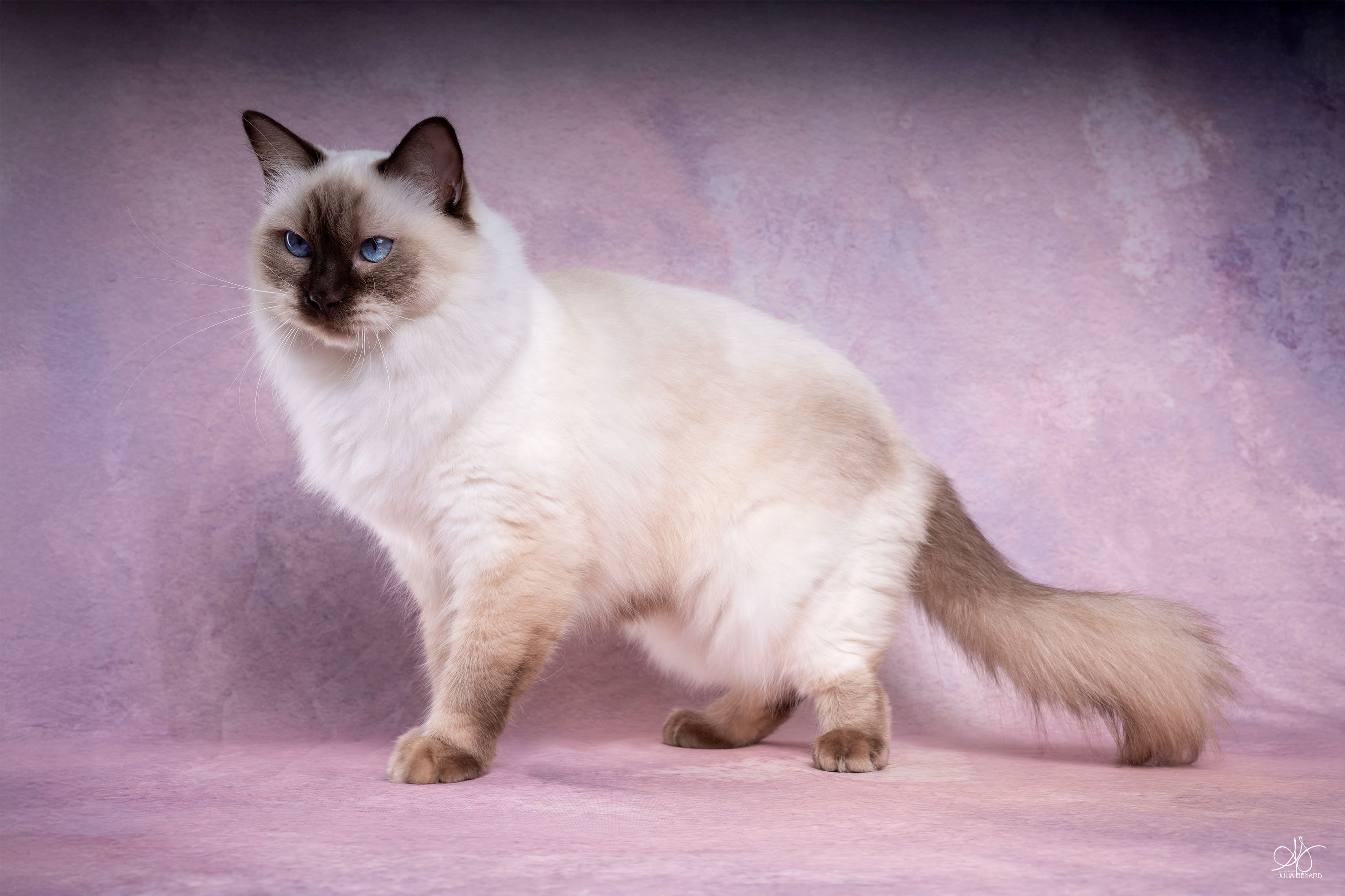 ragdoll chocolat point