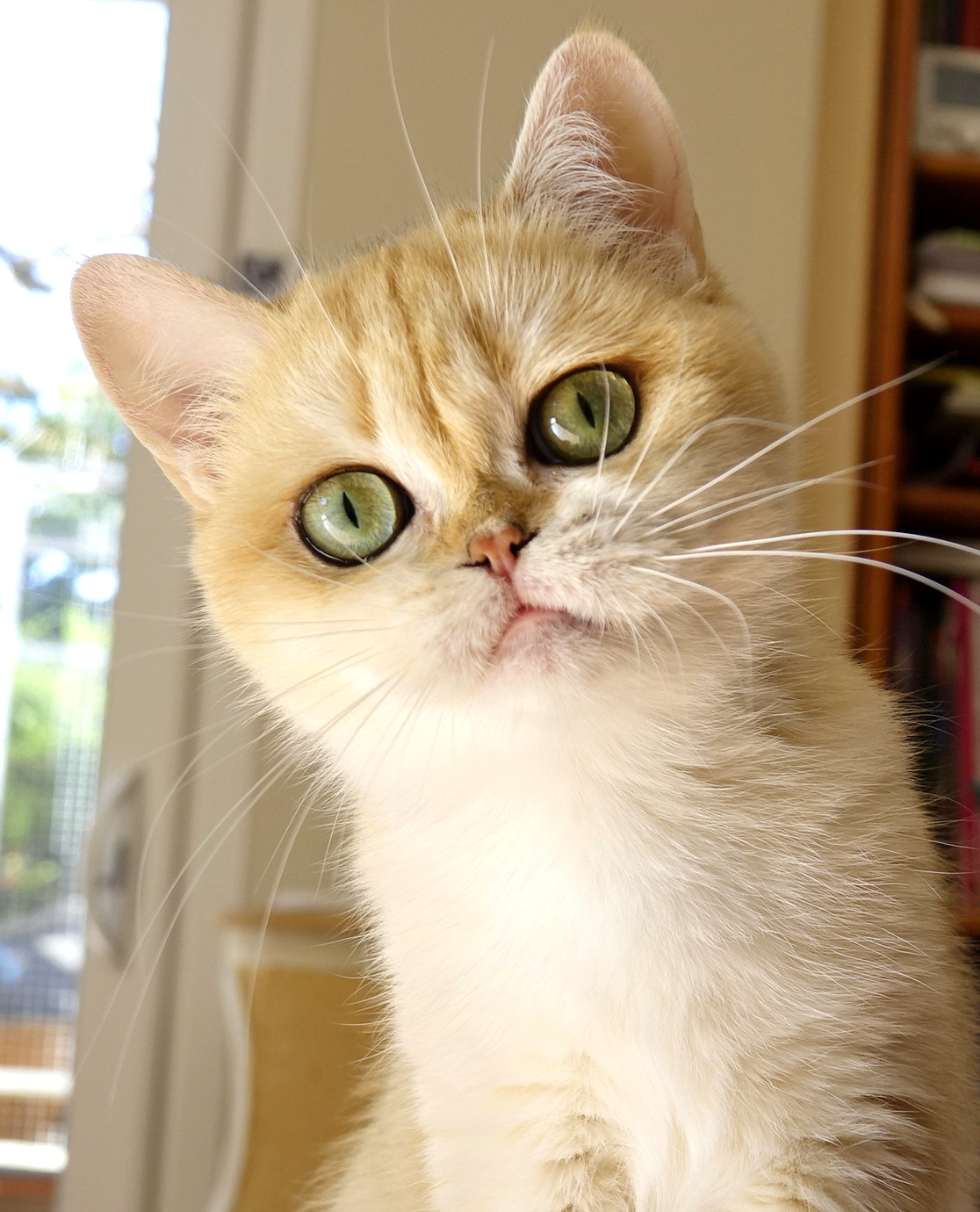 femelle reproductrice british shorthair golden shell copper