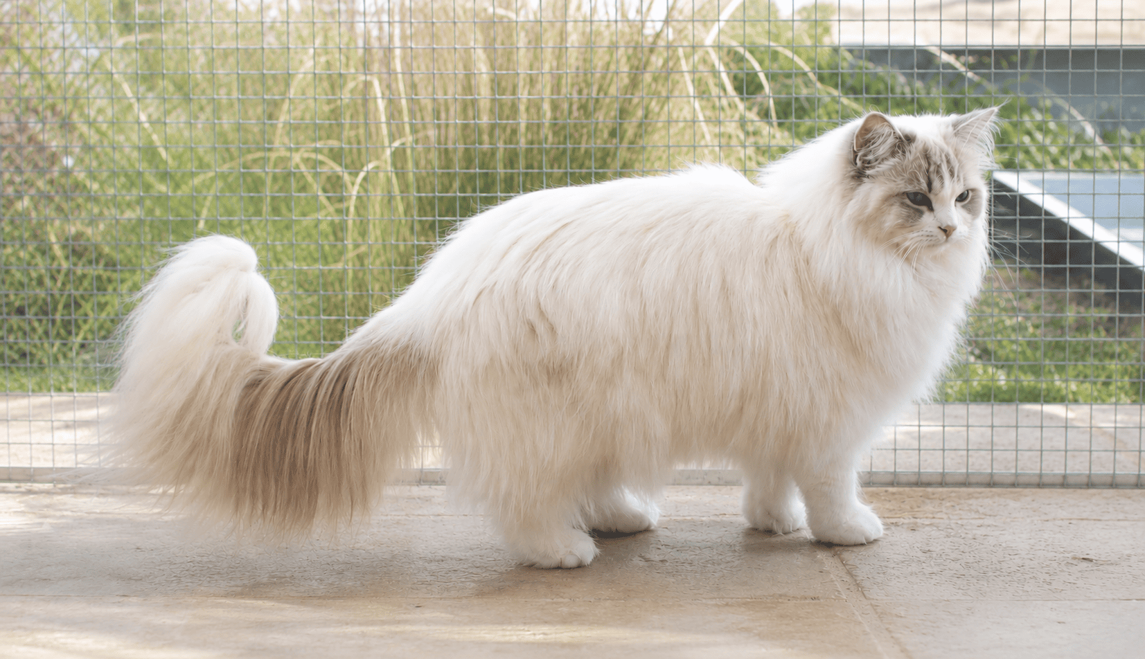 Flocon d'argent de La Rosdollane, chaton ragdoll blue mitted aux yeux bleus