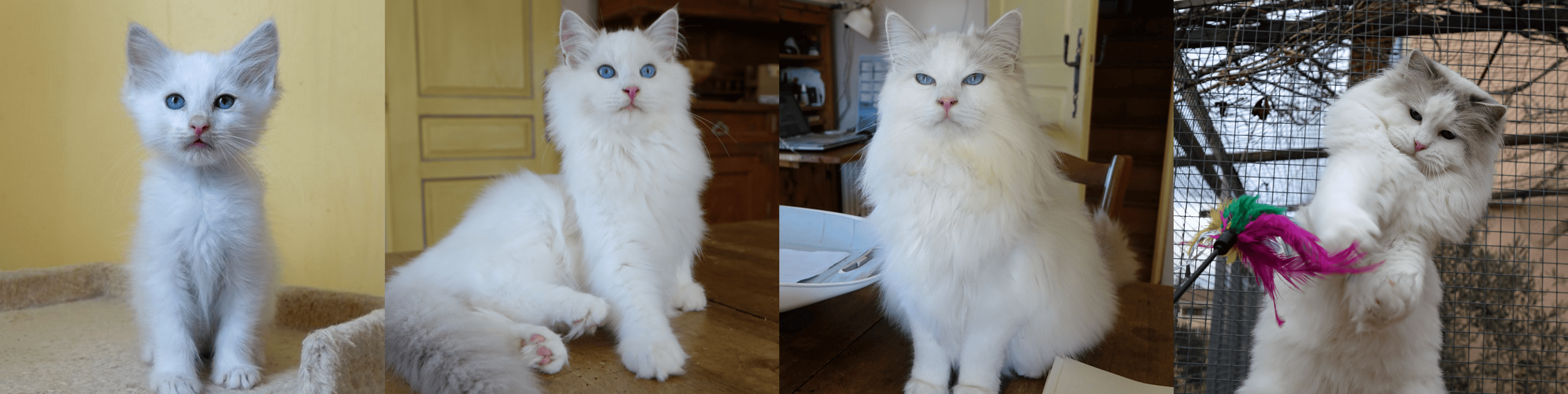 Janvier de la Rosdollane, chat ragdoll blue bicolore aux yeux bleus