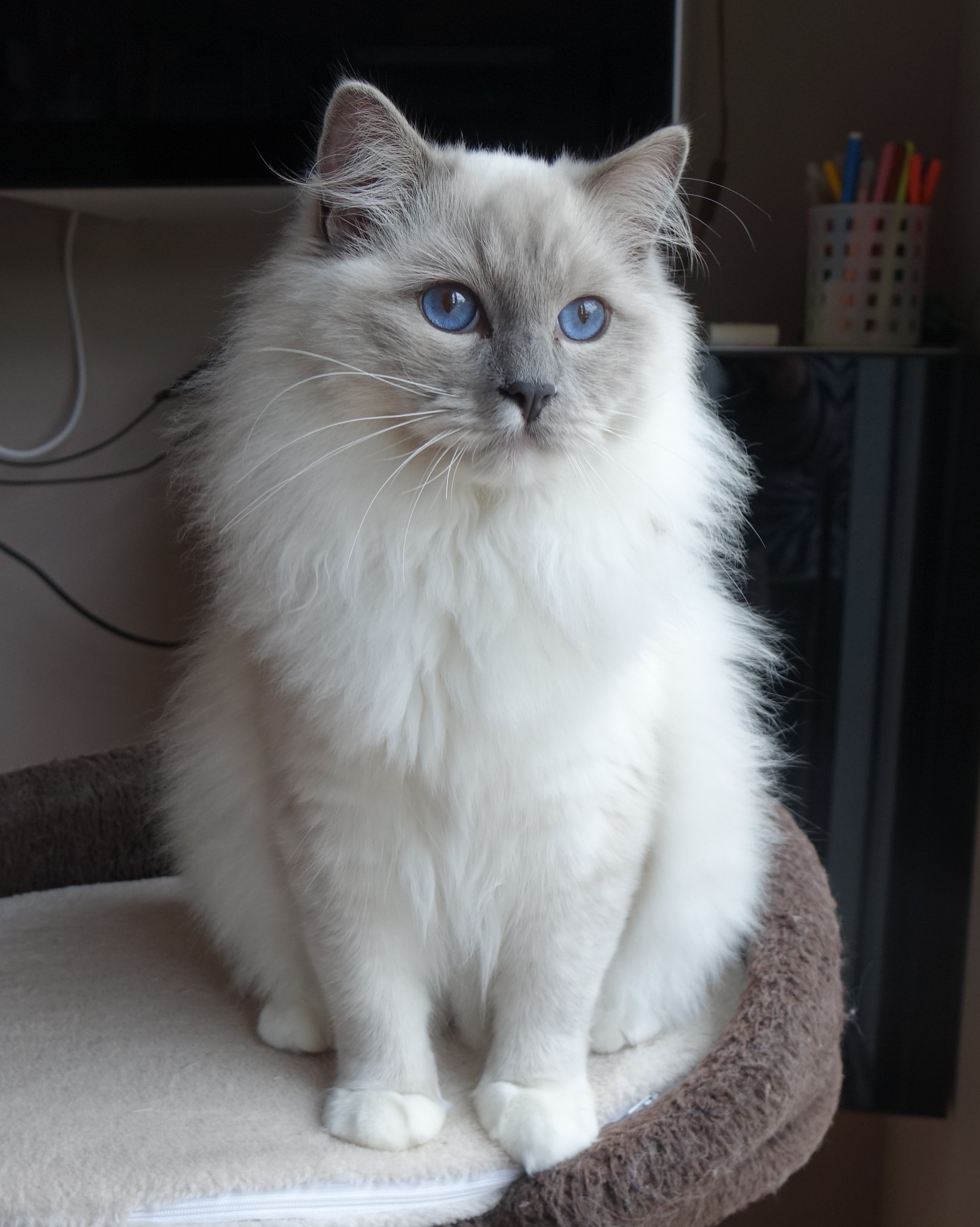 ragdoll blue mitted