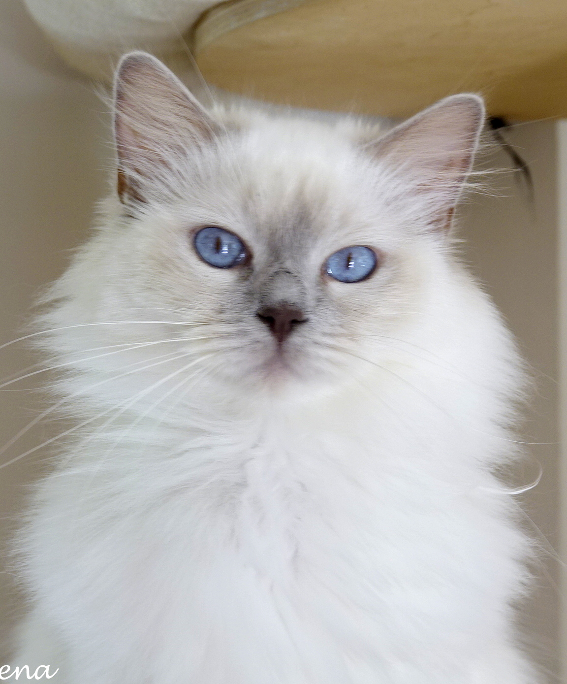 femelle ragdoll reproductrice lilac point