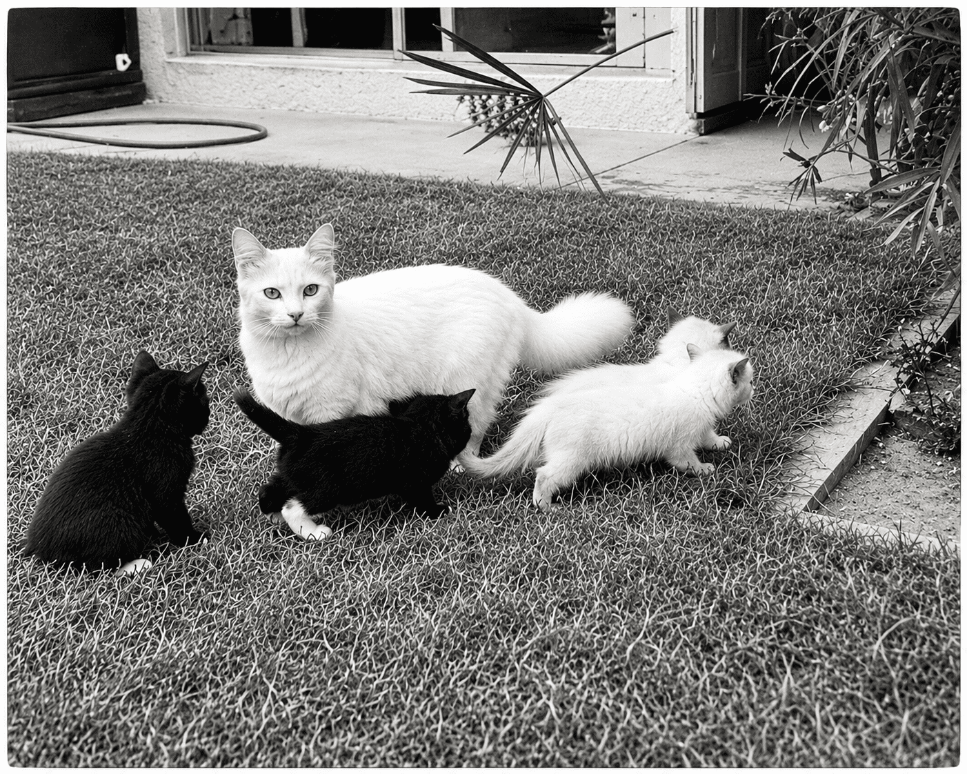 Josephine et ses chatons