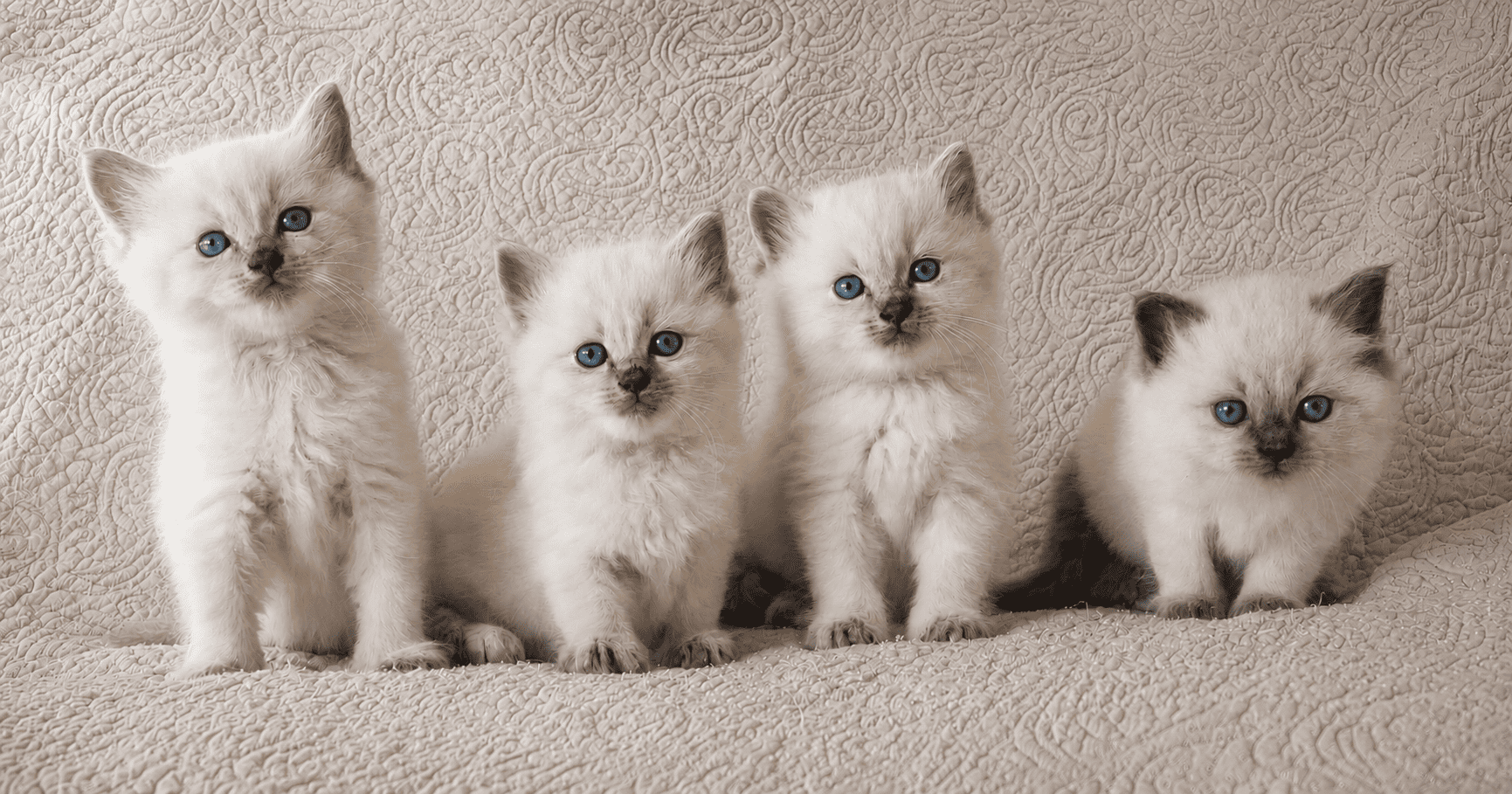 chatons ragdoll alignes