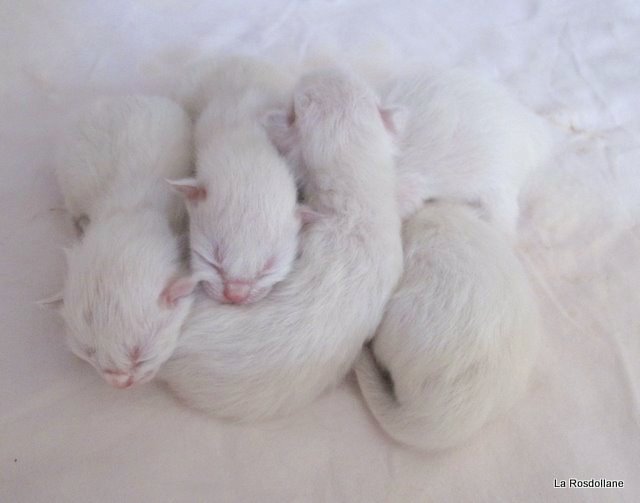 Portée de chatons Ragdoll nouveau-nés