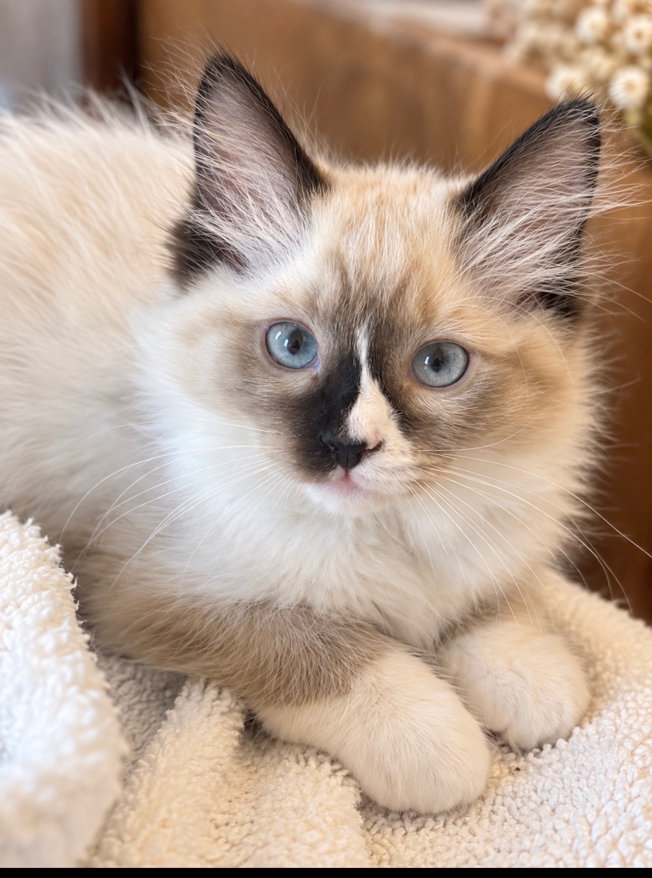 Babette, Femelle - Disponible