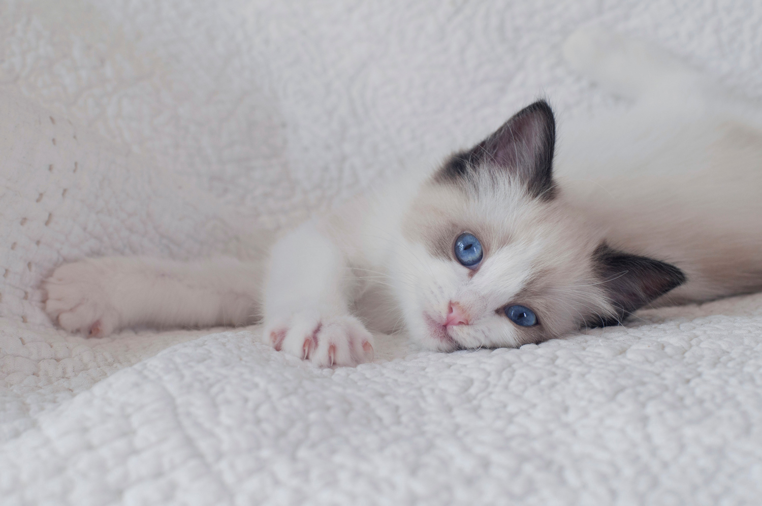 Haiku de La Rosdollane, chaton ragdoll blue mitted aux yeux bleus