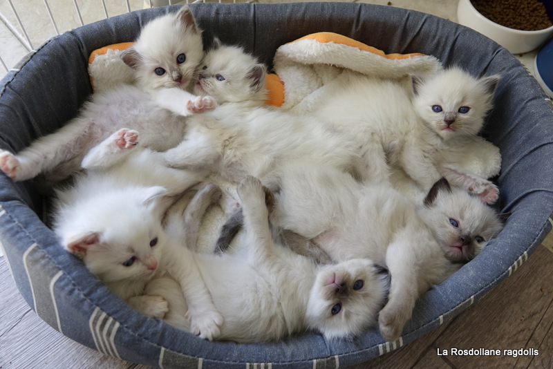 Photo d'une portée de chatons Ragdoll dans un panier