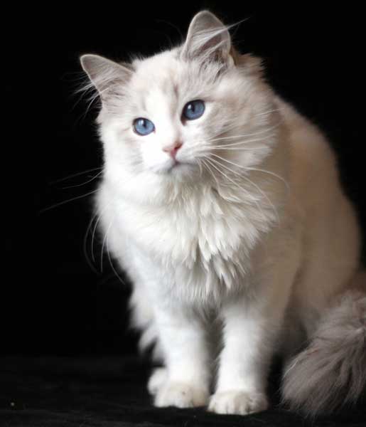 Dushka femelle ragdoll reproductrice
