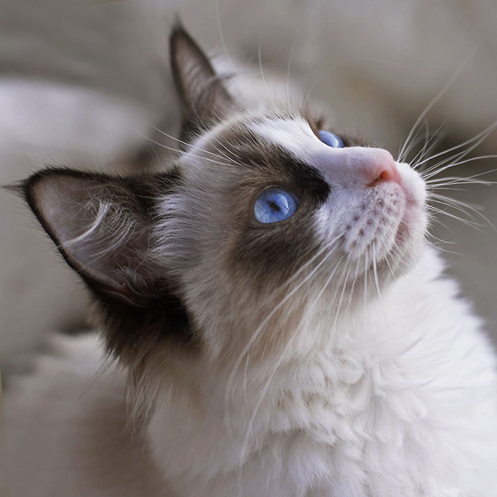 Babs femelle ragdoll reproductrice