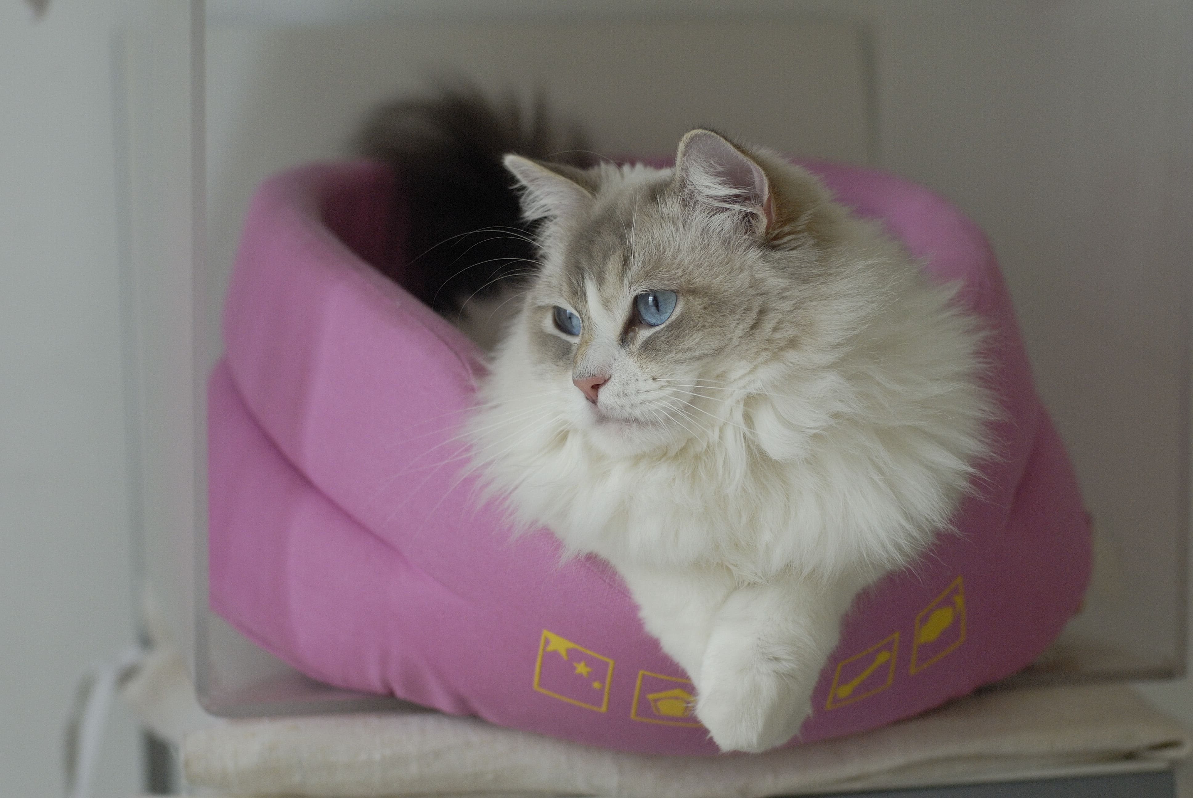 ragdoll blue tabby bicolore