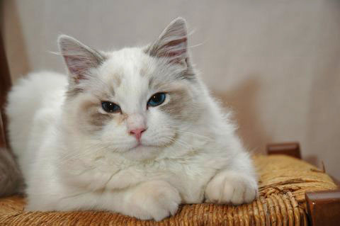 Romeo mâle ragdoll reproducteur