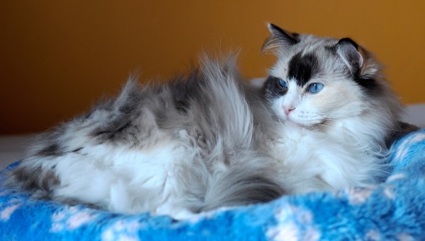 Ragdoll adulte seal tortie bicolore femelle