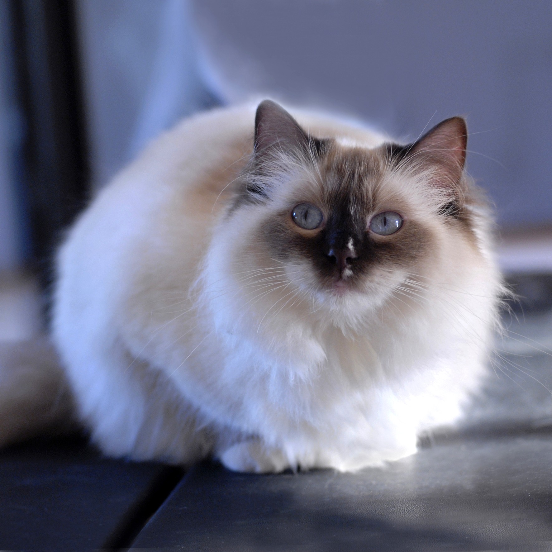 Stella femelle ragdoll reproductrice