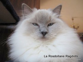 Gezabelle femelle ragdoll reproductrice