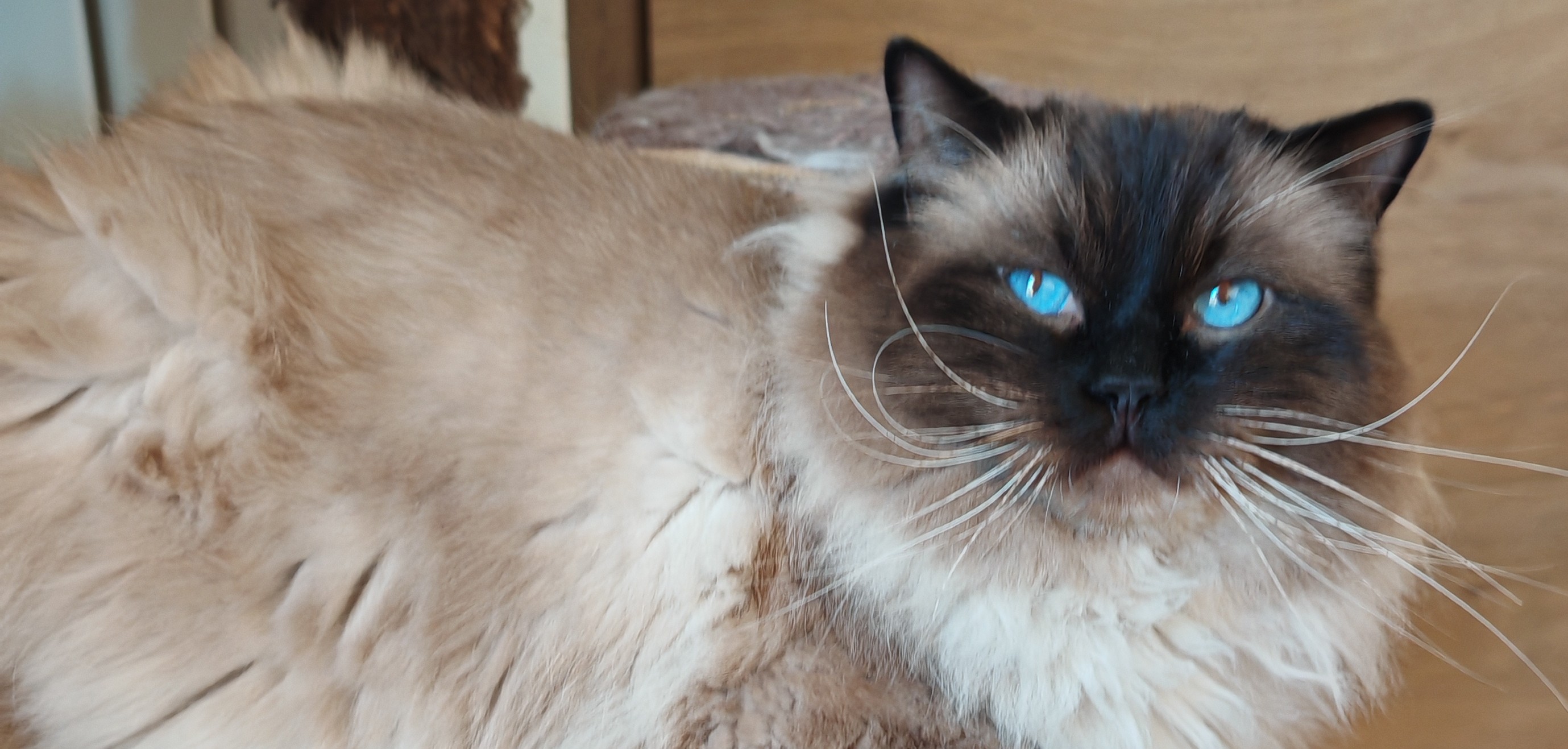 ragdoll stud seal mitted