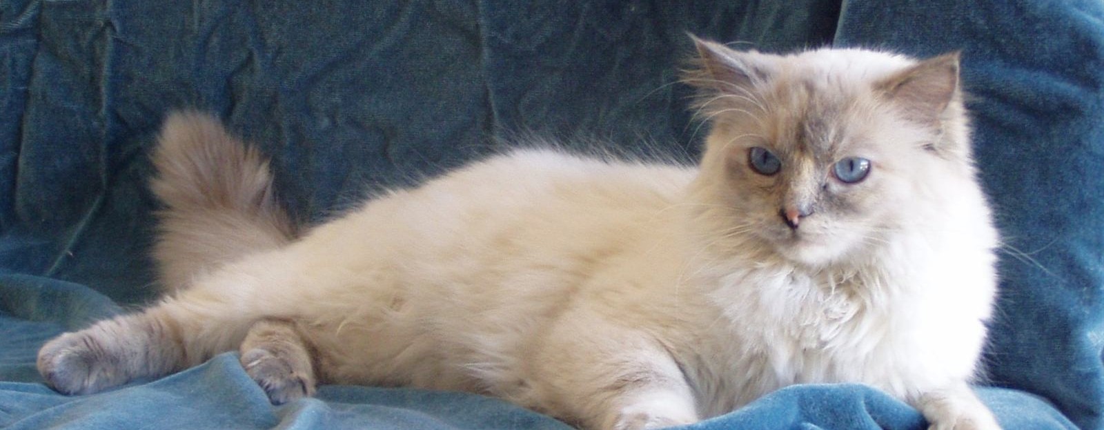 ragdoll queen blue tortiepoint