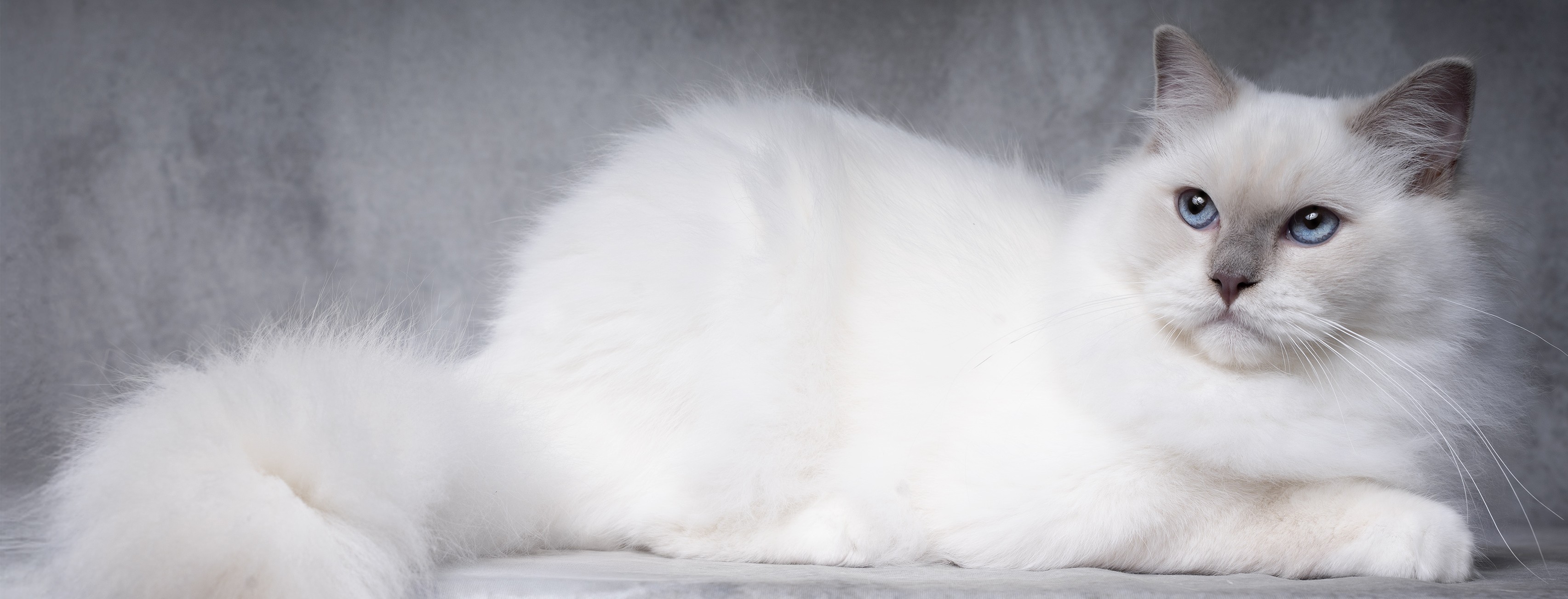 ragdoll stud lilac mitted