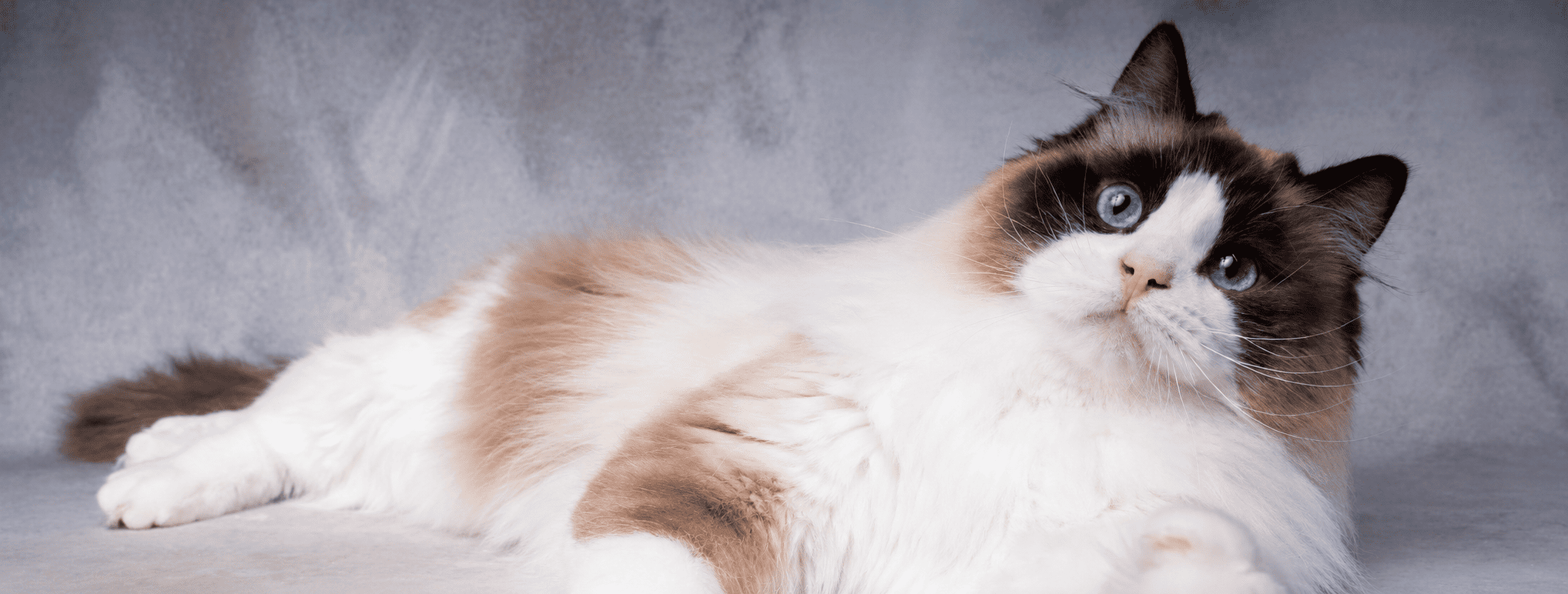 ragdoll stud seal bicolore