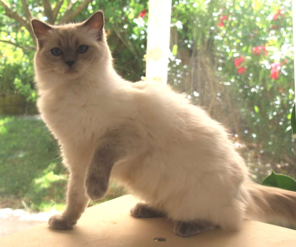 Bamako