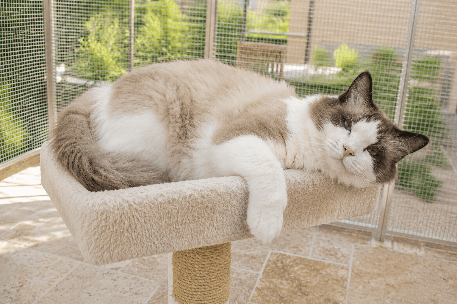 ragdoll bicolore