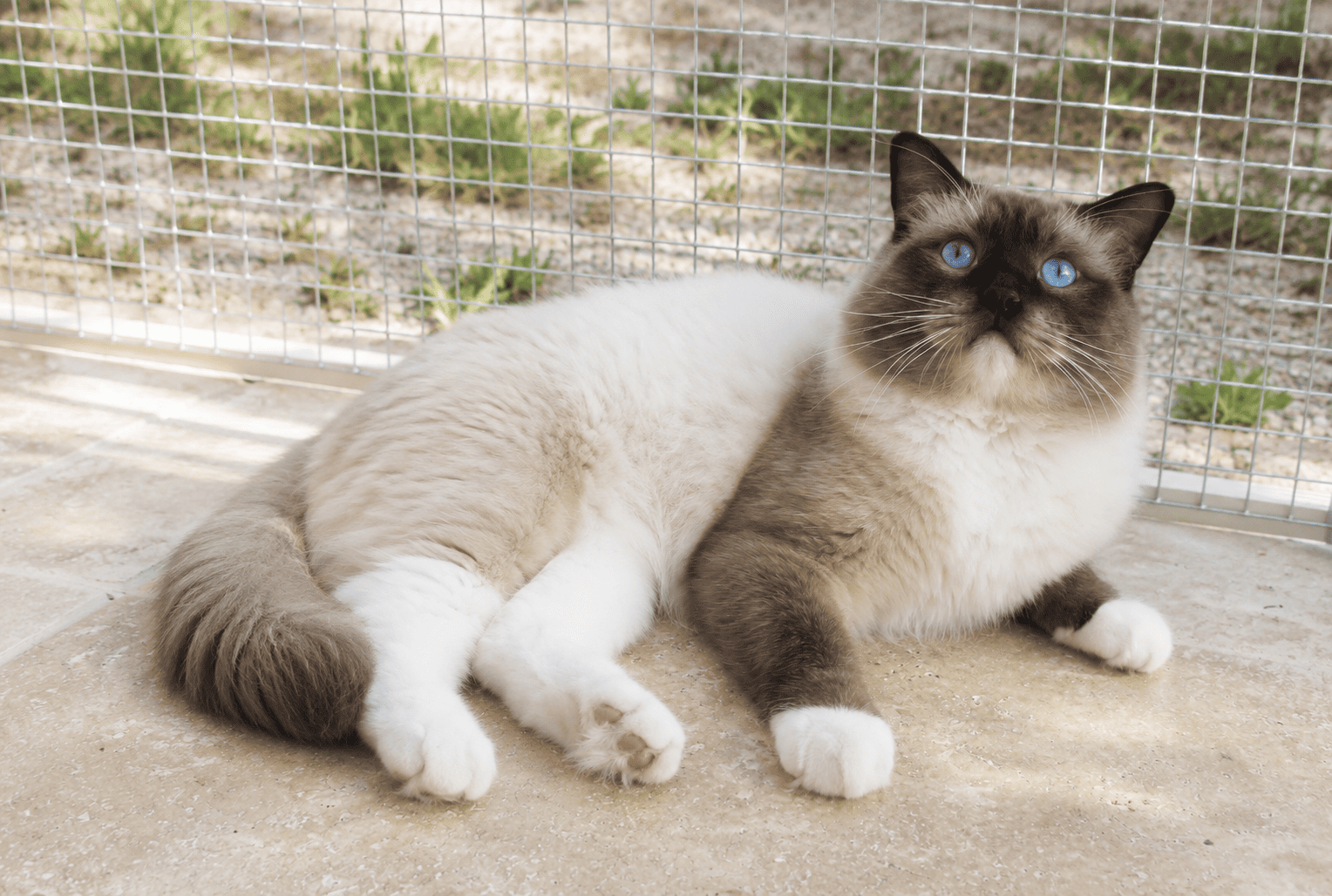 ragdoll mitted