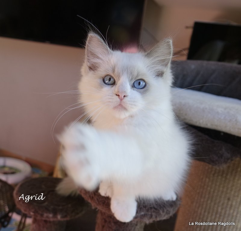 Agrid, chaton ragdoll male blue mitted