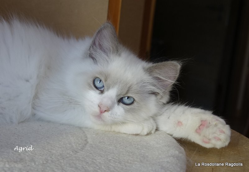 Agrid, chaton ragdoll assis