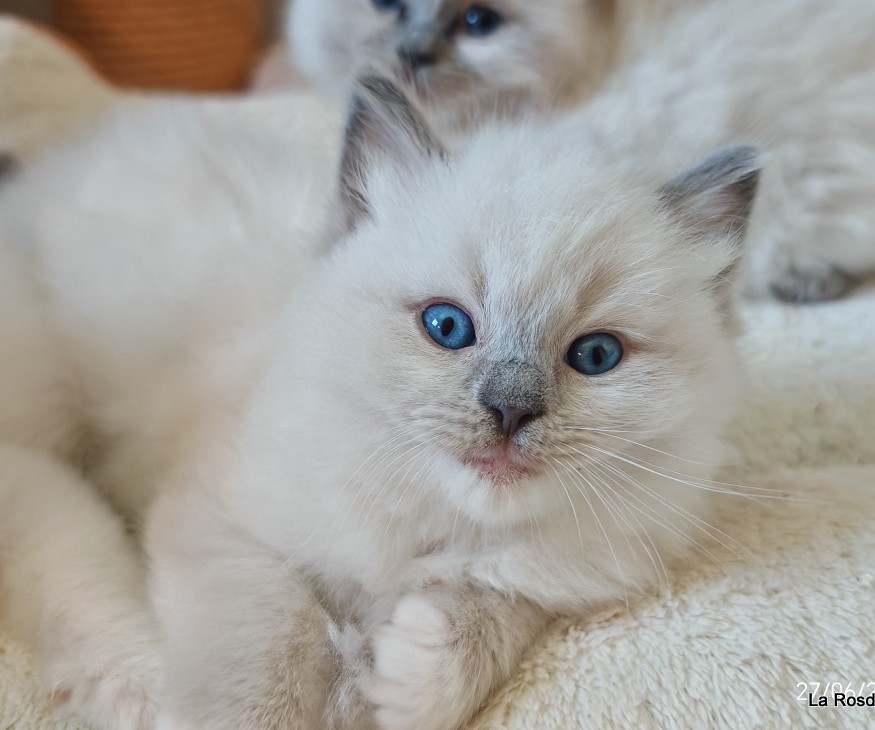 Blueberry