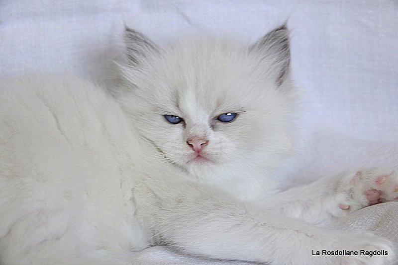 Blue Magic