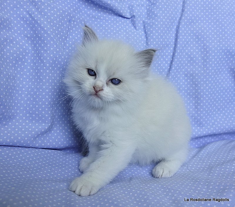 Blue Magic