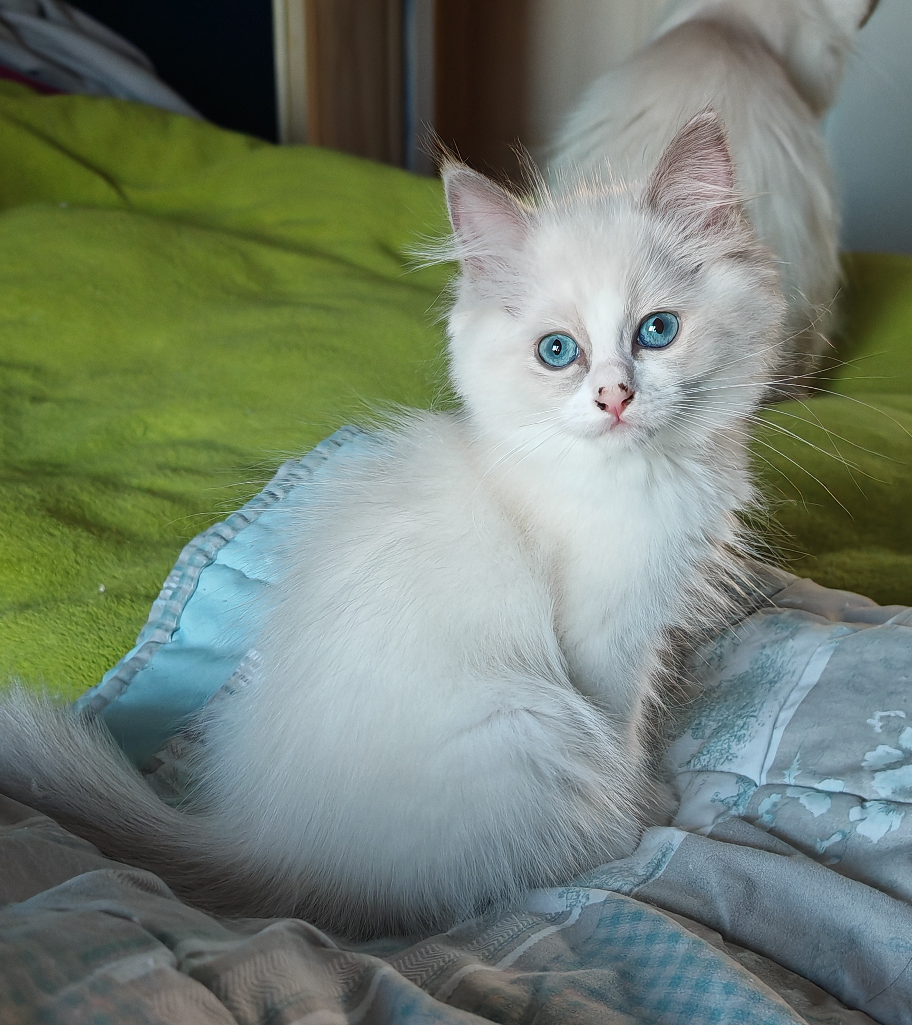 Iris