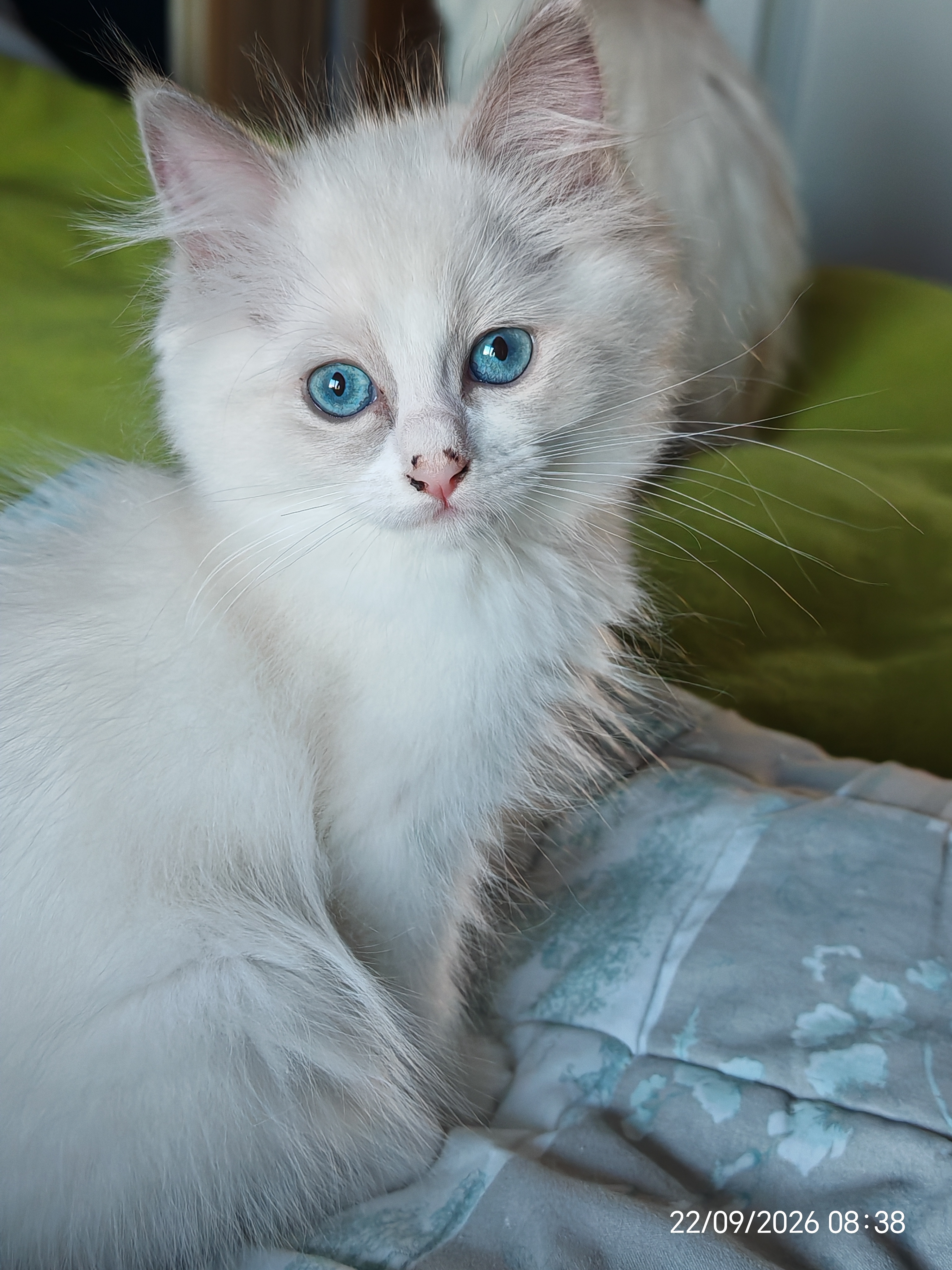 Iris