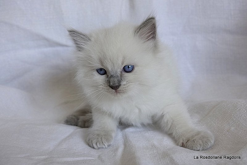 Léo
