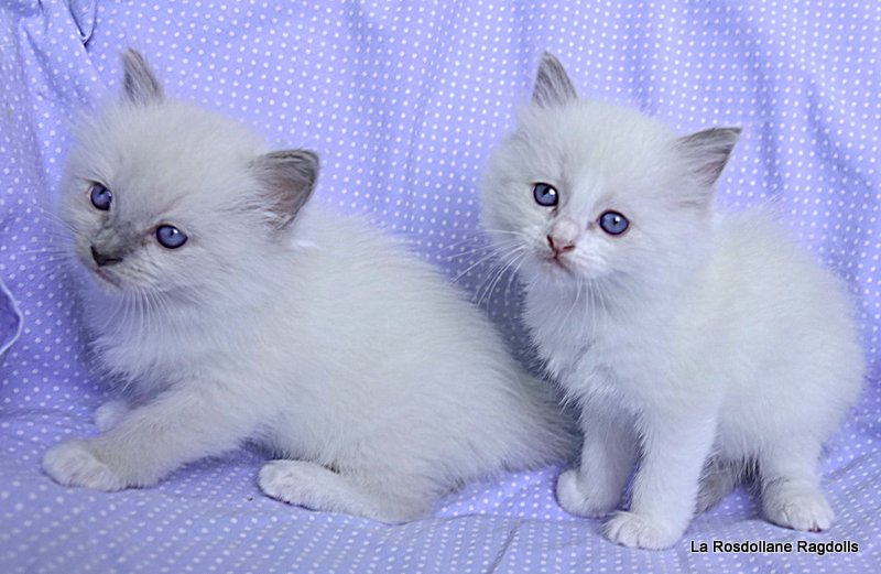 Vodka and Adonis's kittens